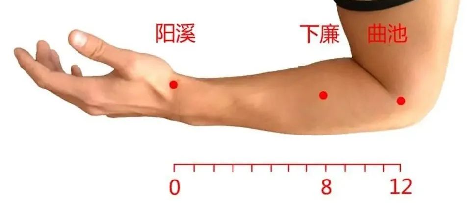 下廉穴在哪里,怎么艾灸针灸?清胃调肠、疏风清热 下廉穴在哪里,怎么艾灸针灸?清胃调肠、疏风清热