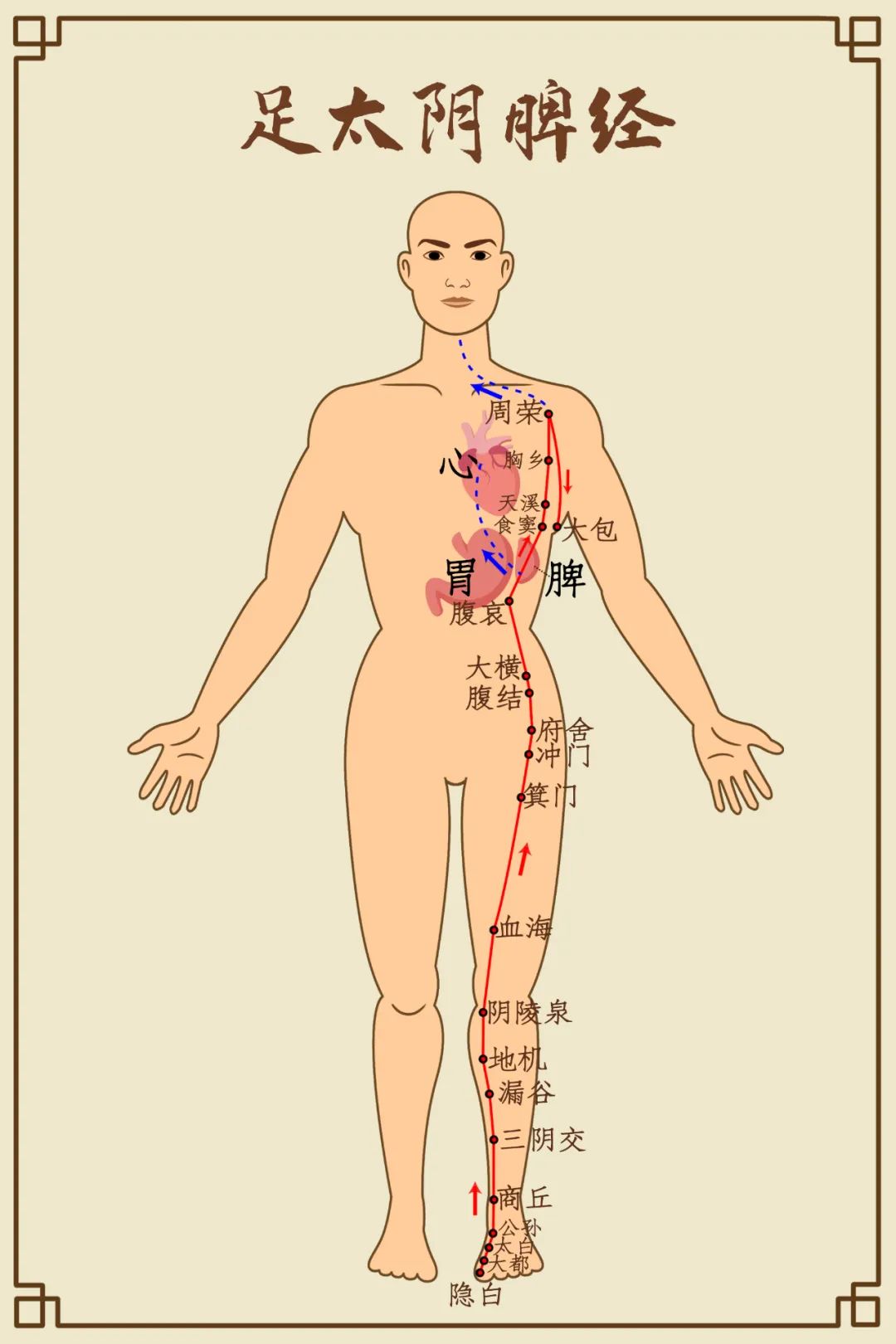 足太阴脾经穴位