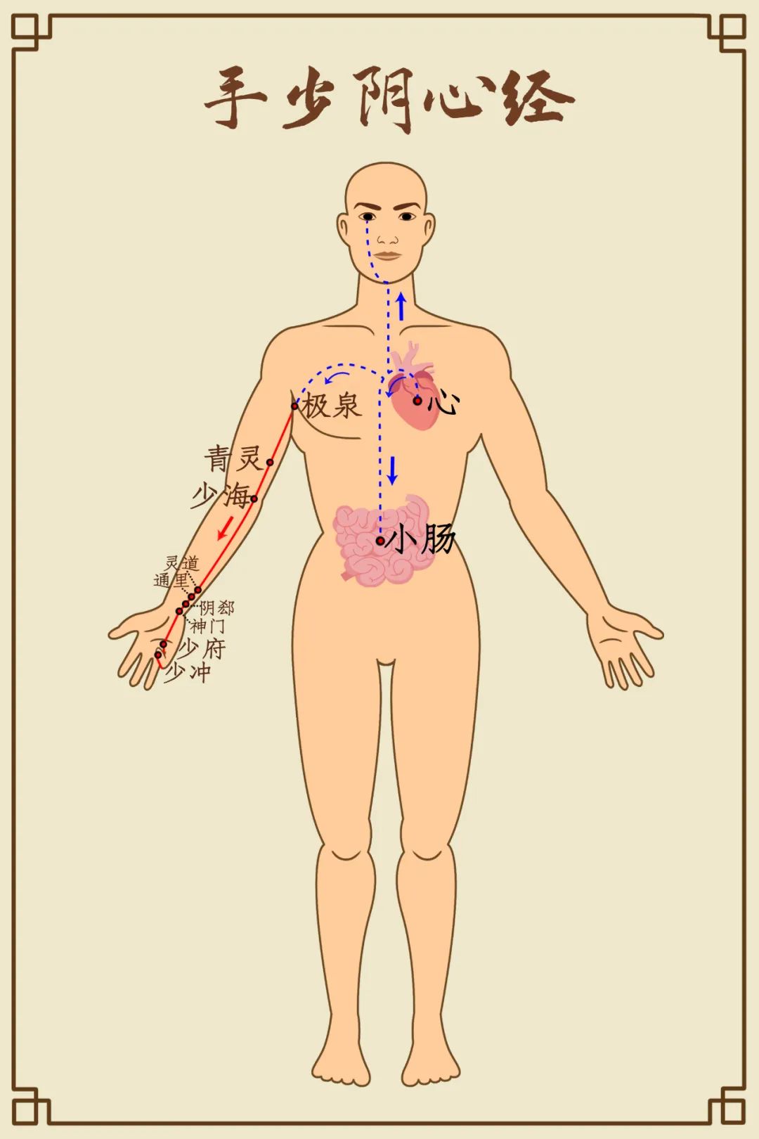 手少阴心经穴位