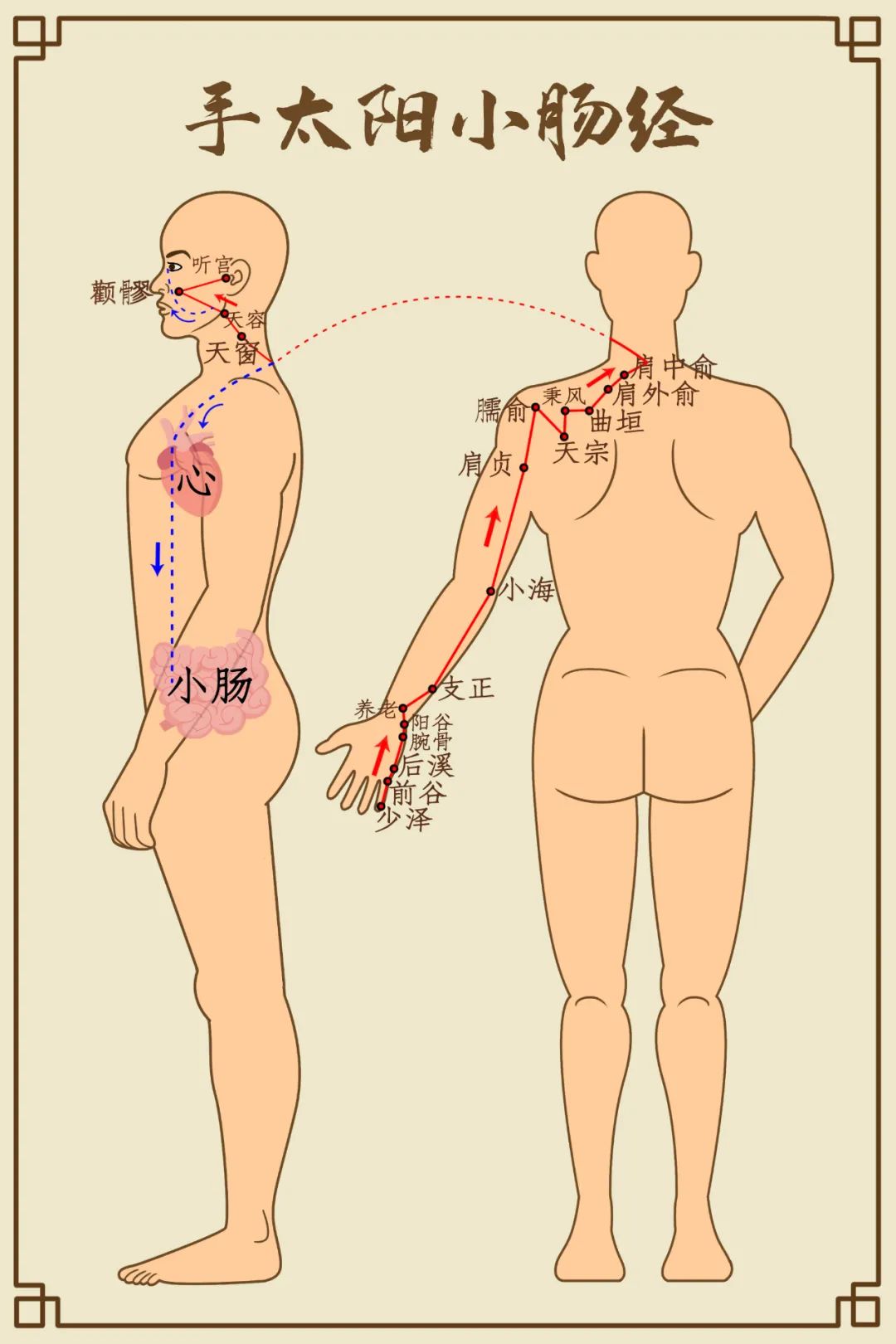 手太阳小肠经穴位