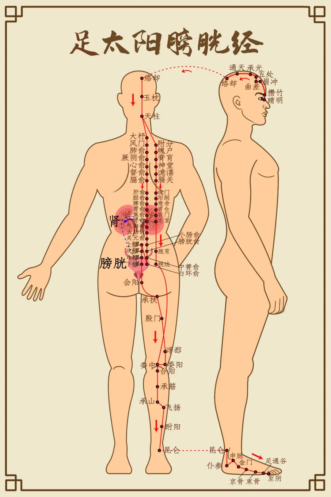 足太阳膀胱经穴位