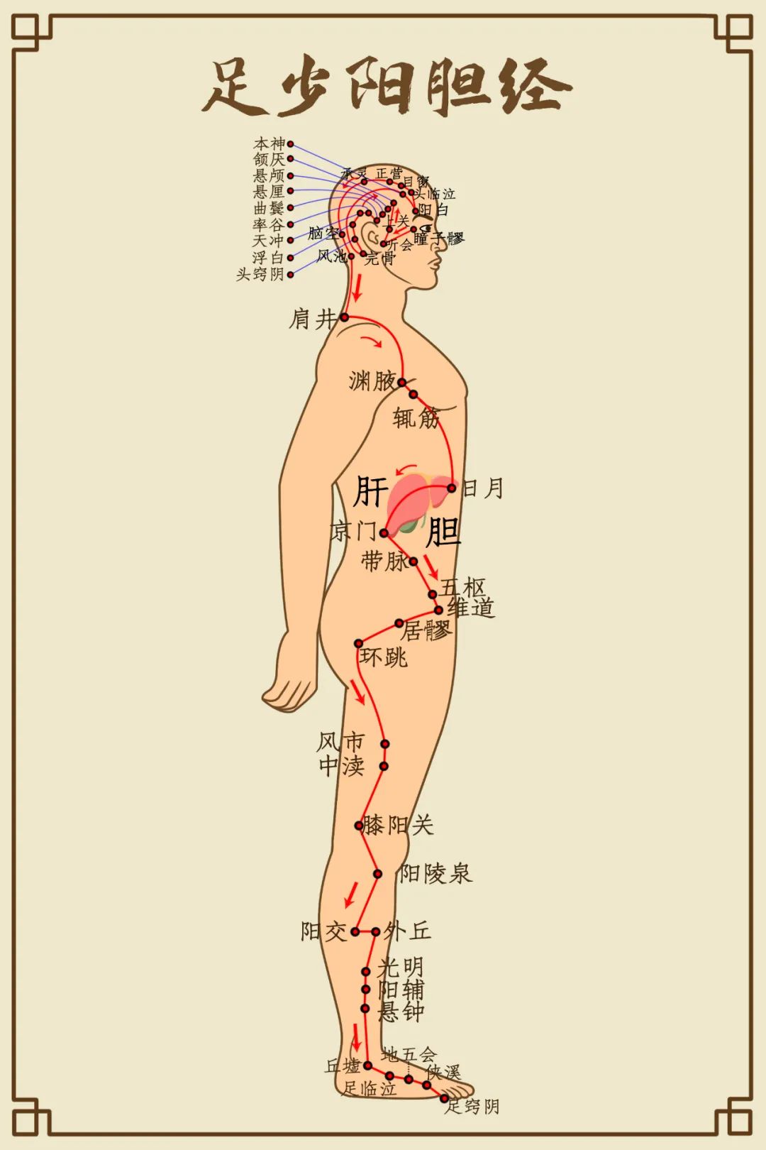 足少阳胆经穴位