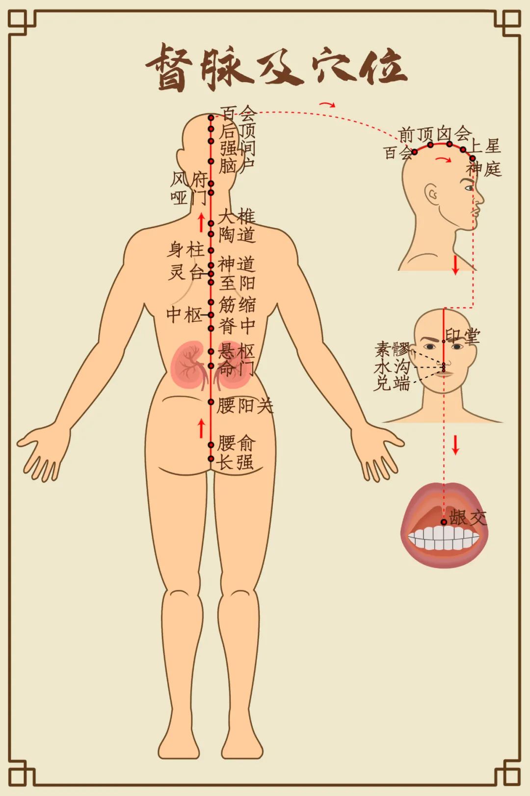 督脉穴位定位