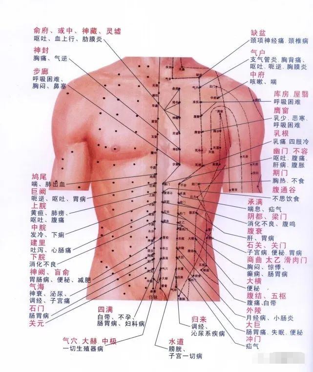 胸部腹部穴位图及作用功效