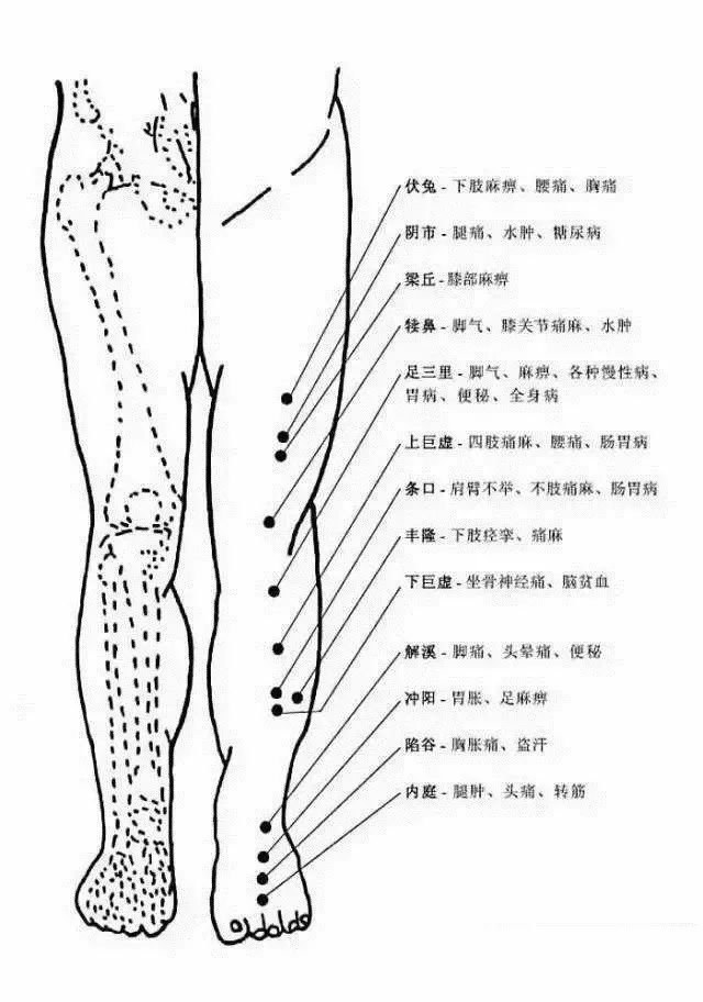 人体腿部穴位图及作用功效