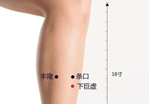 下巨虚穴在哪里,怎么艾灸针灸?调肠胃,通经络,安神志 下巨虚穴在哪里,怎么艾灸针灸?调肠胃,通经络,安神志