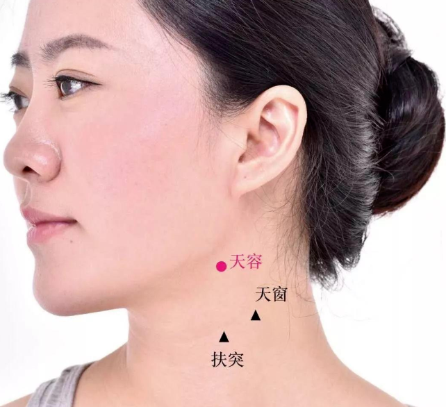 天容穴在哪里,怎么艾灸针灸?清咽润喉之穴 天容穴在哪里,怎么艾灸针灸?清咽润喉之穴