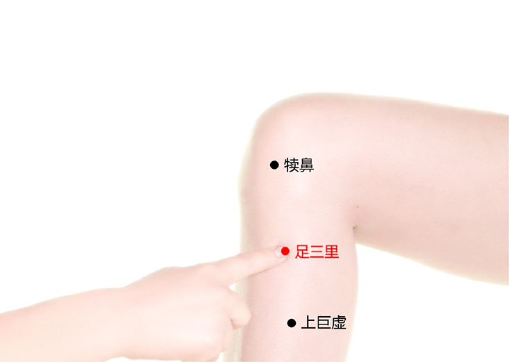 足三里穴在哪里,怎么艾灸针灸?调理脾胃、补中益气 足三里穴在哪里,怎么艾灸针灸?调理脾胃、补中益气