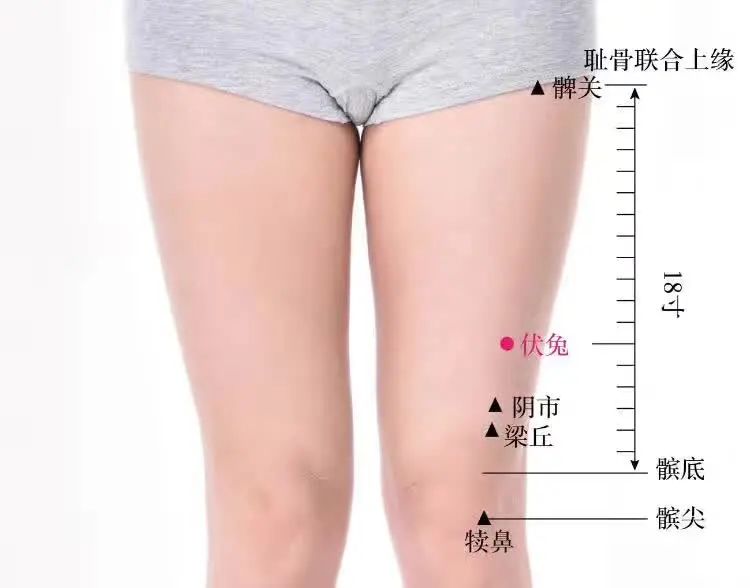 伏兔穴位置作用与功效，各种疗法及注意事项